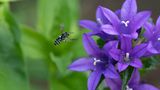 Glockenblumen Schmalbiene im Anflug auf eine lila Knäuel Glockenblume