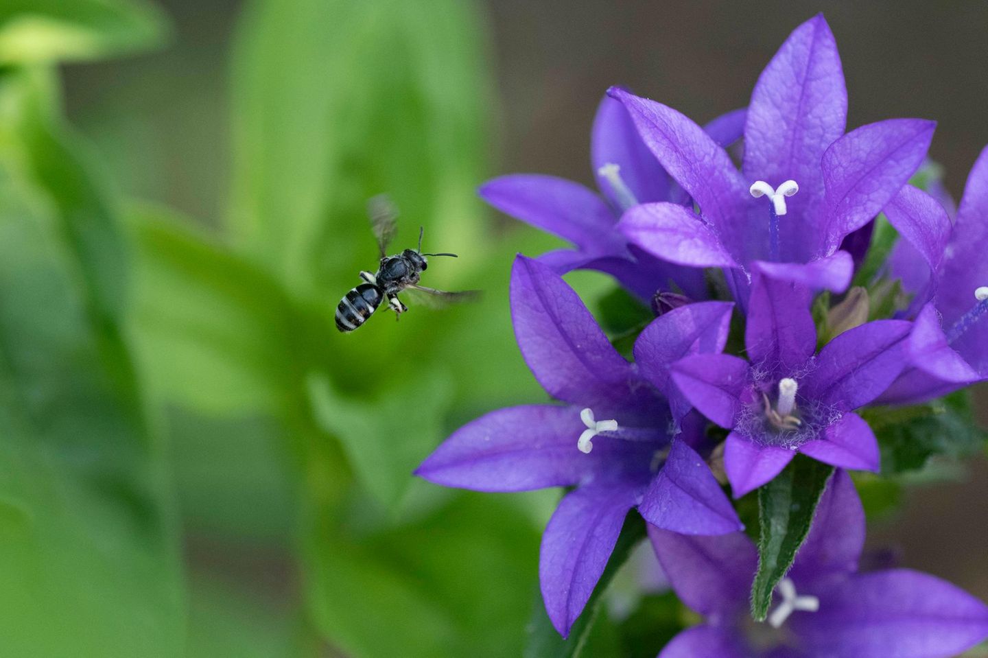 Glockenblumen Schmalbiene im Anflug auf eine lila Knäuel Glockenblume