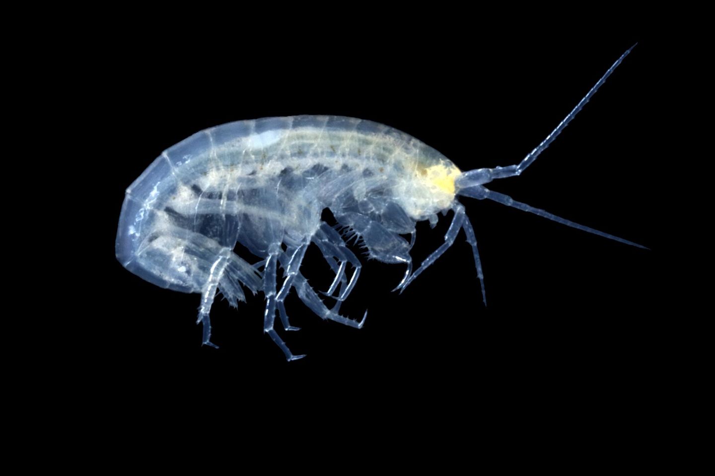 Hoehlen-Zwergflohkrebs