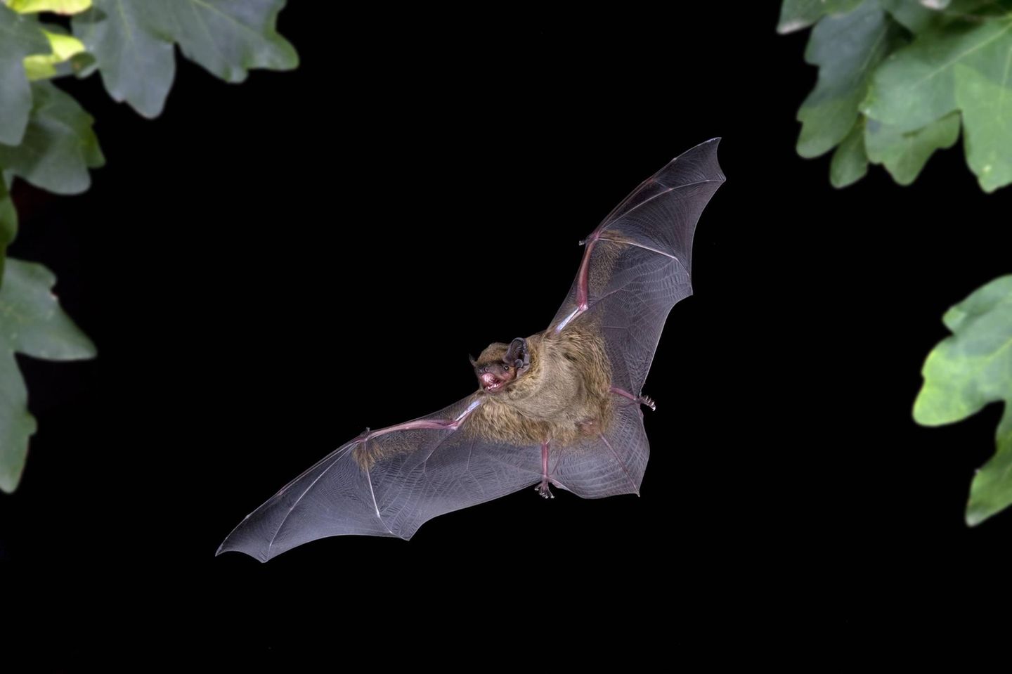 Kleiner Abendsegler im Flug bei Nacht in Thüringen