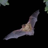 Kleiner Abendsegler im Flug bei Nacht in Thüringen