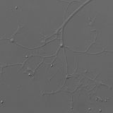 Kraken carinae – Ein Monster unter den Mikroben