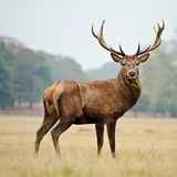 Majestätischer kraftvoller Rothirsch im Herbstwald