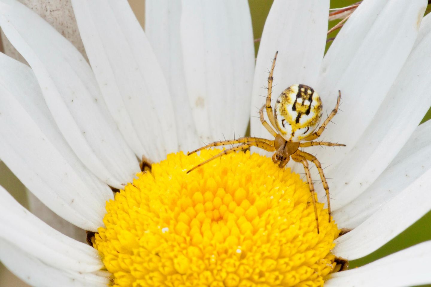 Streifenkreuzspinne auf Margerite in  Hessen