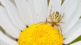 Streifenkreuzspinne auf Margerite in  Hessen