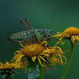 Ein Warzenbeisser auf einem gelben Gänseblümchen