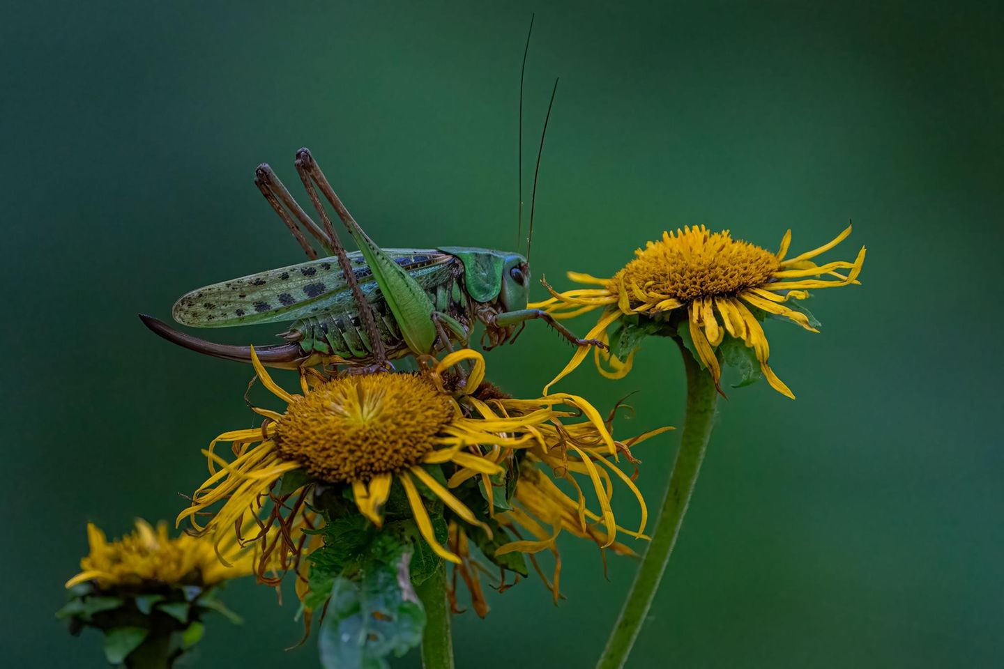Ein Warzenbeisser auf einem gelben Gänseblümchen