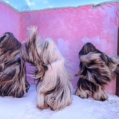 Drei haarige Gestalten