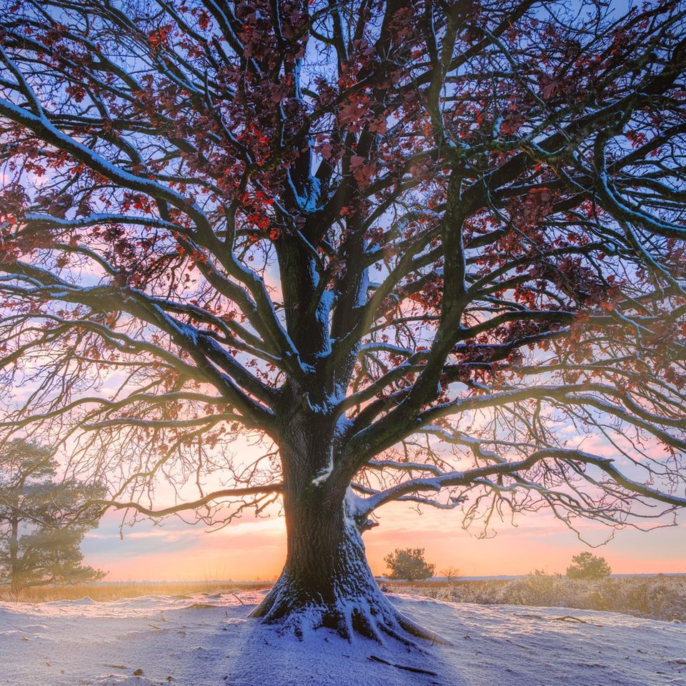 Eichen können Hunderte Jahre alt werden. Wie viele Wintertage mag dieses Exemplar schon erlebt haben?