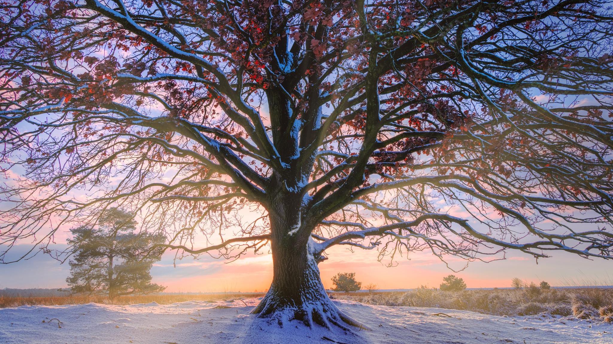 Eichen können Hunderte Jahre alt werden. Wie viele Wintertage mag dieses Exemplar schon erlebt haben?