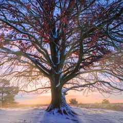 Eichen können Hunderte Jahre alt werden. Wie viele Wintertage mag dieses Exemplar schon erlebt haben?