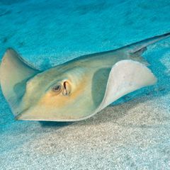 Dasyatis pastinaca Rochen auf dem Meeresboden im Atlantik