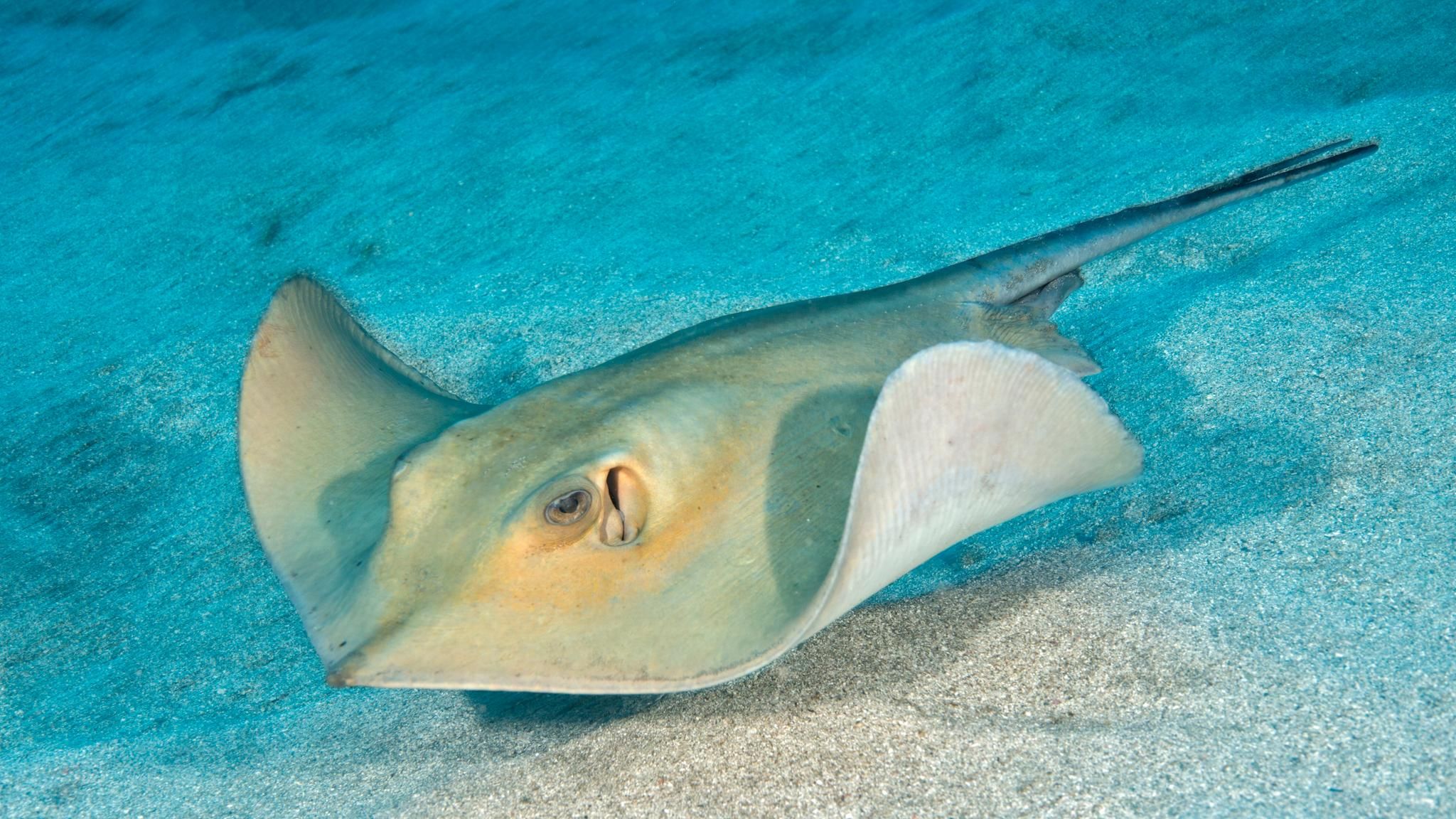 Dasyatis pastinaca Rochen auf dem Meeresboden im Atlantik