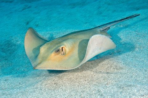 Dasyatis pastinaca Rochen auf dem Meeresboden im Atlantik