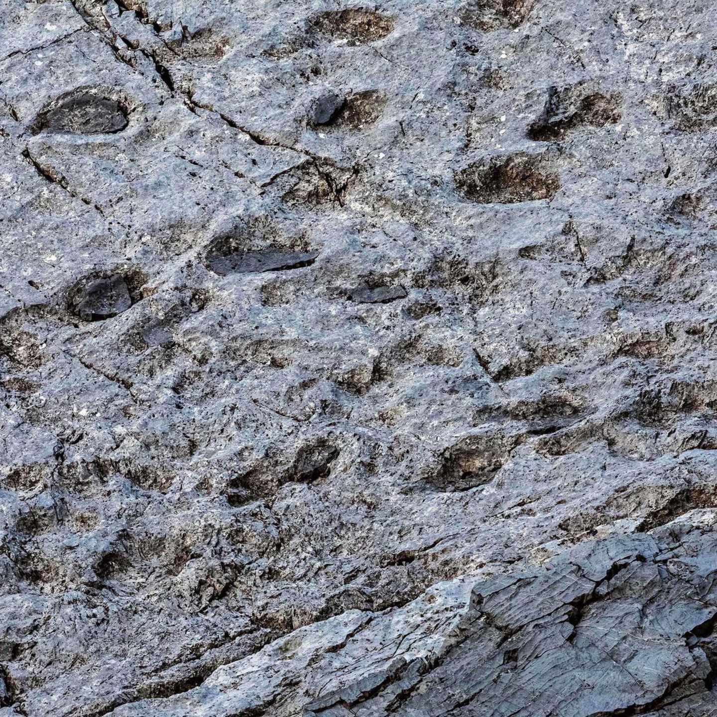 Italy - December 17, 2025 The "Dinosaur Valley" Thousands of dinosaur tracks discovered in Stelvio National Park Herds of large herbivores formed them about 210 million years ago, during the Triassic period. Prosauropod tracks dating back to the Late Triassic, photographed at the new paleontological site discovered by Elio Della Ferrera. Valle di Fraele, Parco dello Stelvio, Valdidentro, Provincia di Sondrio, Lombardia region