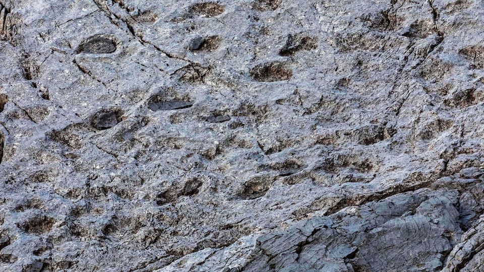 Italy - December 17, 2025 The "Dinosaur Valley" Thousands of dinosaur tracks discovered in Stelvio National Park Herds of large herbivores formed them about 210 million years ago, during the Triassic period. Prosauropod tracks dating back to the Late Triassic, photographed at the new paleontological site discovered by Elio Della Ferrera. Valle di Fraele, Parco dello Stelvio, Valdidentro, Provincia di Sondrio, Lombardia region