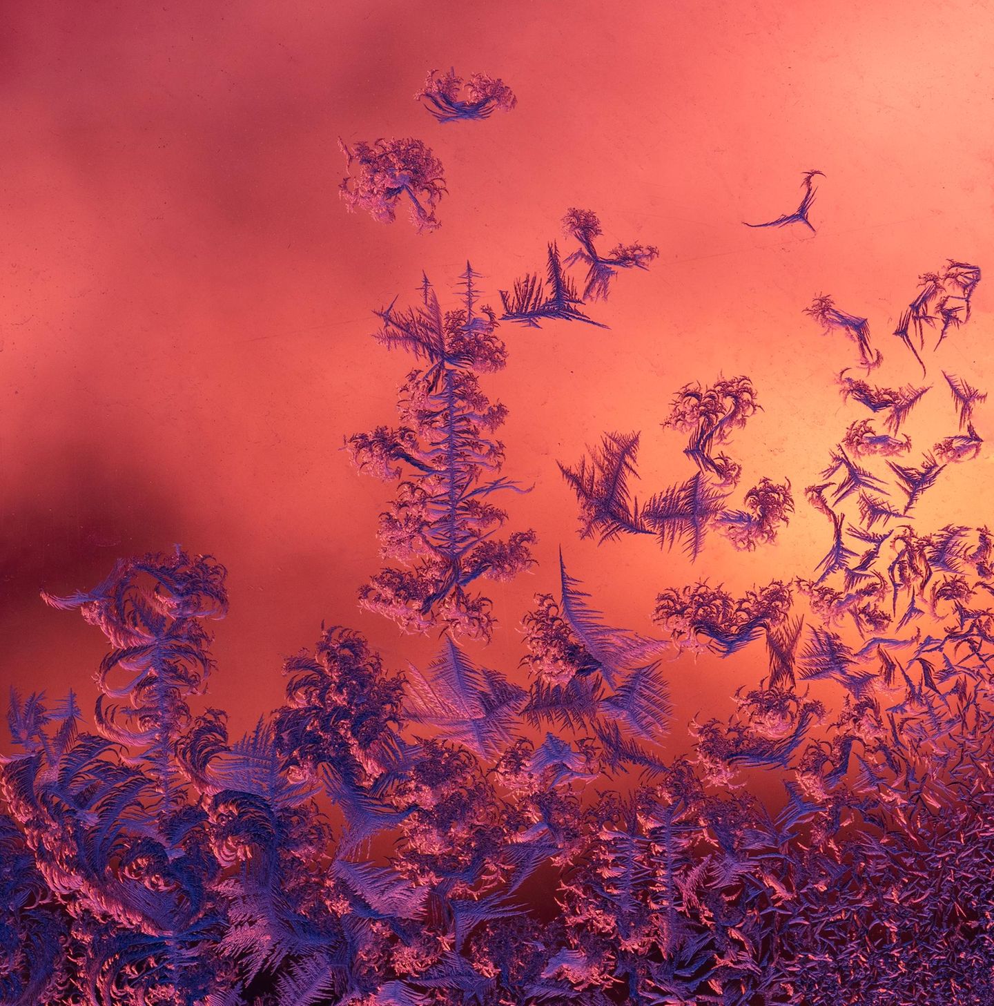 Das Licht der aufgehenden Sonne ist Freund und Feind ­zugleich. Es taucht den Hintergrund in leuchtende Farben – und lässt die Eisblumen kurz darauf zerrinnen