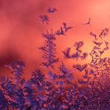 Das Licht der aufgehenden Sonne ist Freund und Feind ­zugleich. Es taucht den Hintergrund in leuchtende Farben – und lässt die Eisblumen kurz darauf zerrinnen