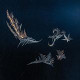 Eisblumen blühen oft nur eine einzige Nacht – jede einzigartig in ihrer Schönheit. Wer hier genau hinschaut, entdeckt den Nukleationspunkt, um den herum die fedrigen Gebilde sprießen