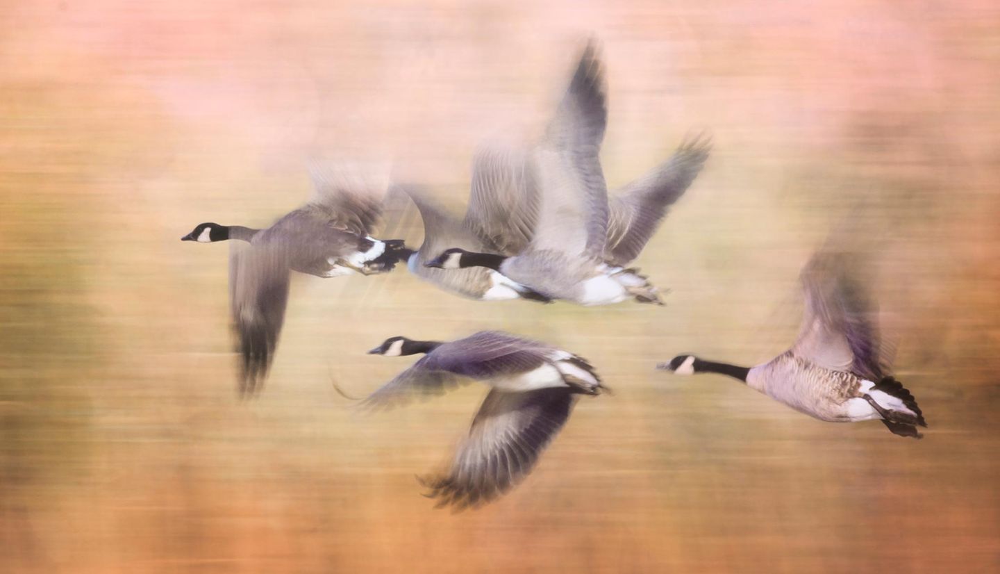 Gänse im Flug bei Sonnenuntergang