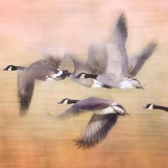 Gänse im Flug bei Sonnenuntergang