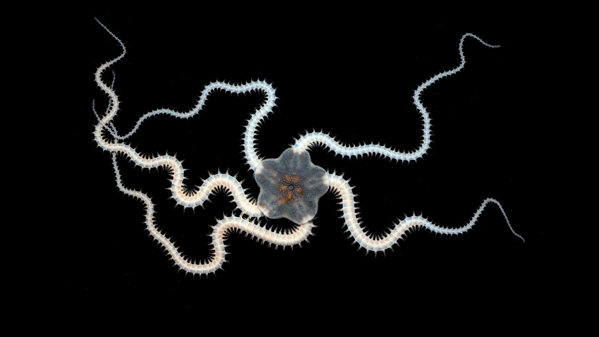 Amphioplus daleus, ein Schlangenstern, fühlt sich wohl, wo kostbare Schätze liegen: auf den Tiefseeboden, inmitten von Manganknollen