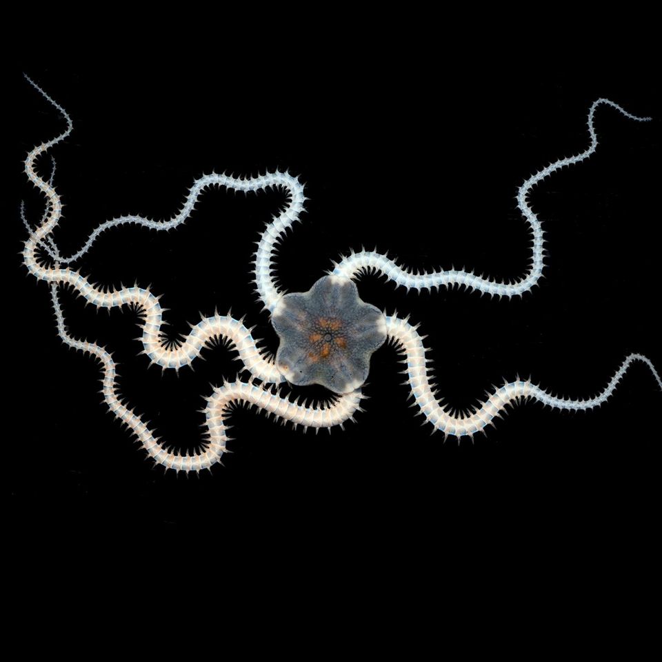 Amphioplus daleus, ein Schlangenstern, fühlt sich wohl, wo kostbare Schätze liegen: auf den Tiefseeboden, inmitten von Manganknollen