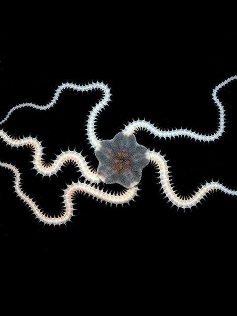 Amphioplus daleus, ein Schlangenstern, fühlt sich wohl, wo kostbare Schätze liegen: auf den Tiefseeboden, inmitten von Manganknollen