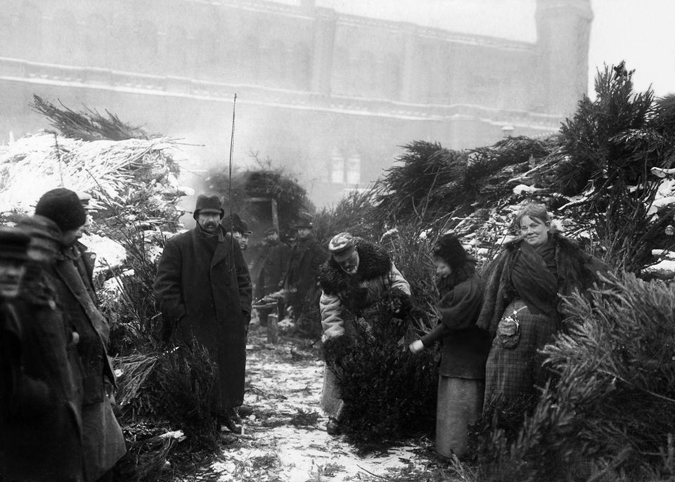 Personen wählen Tannenbaum auf Markt aus