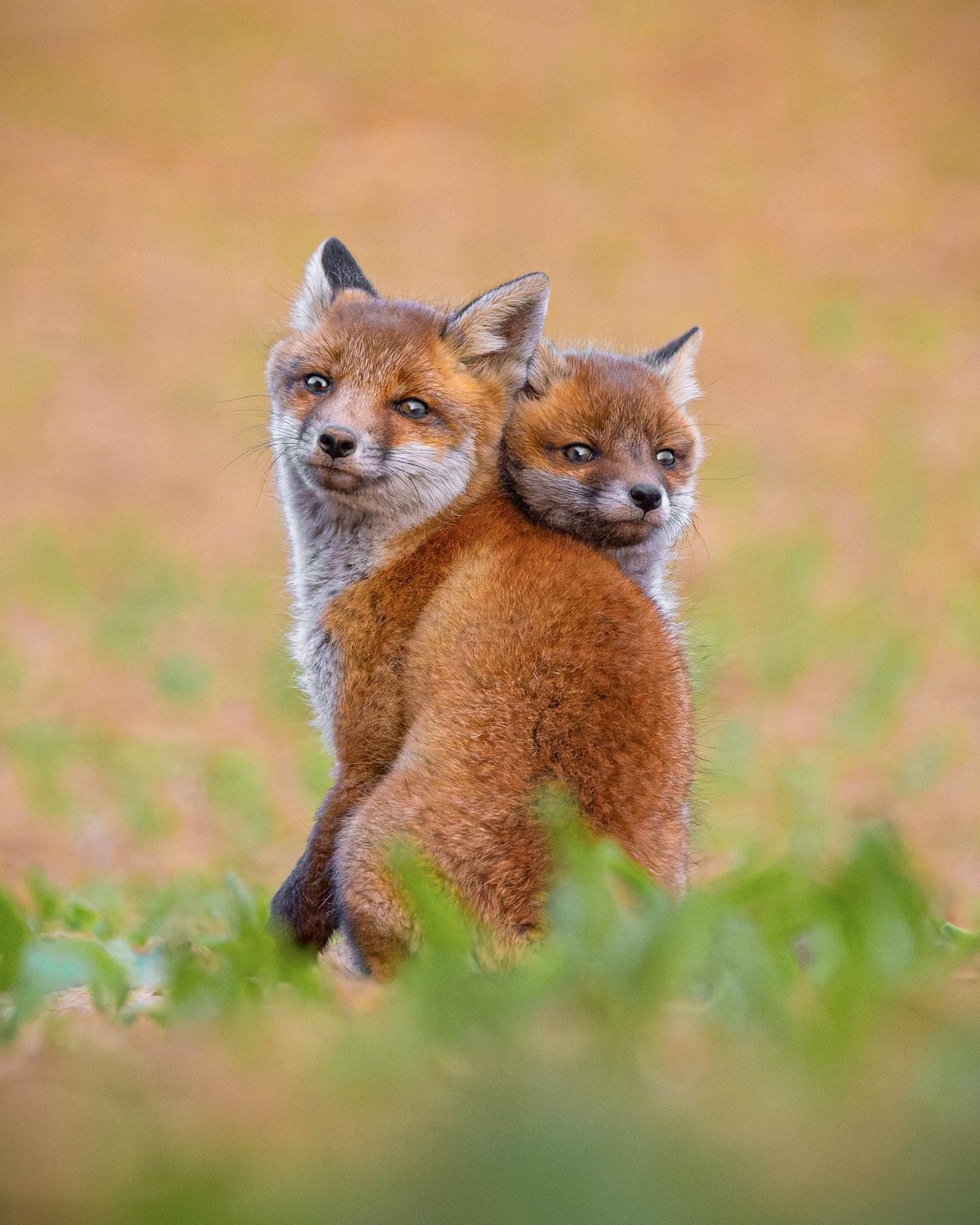       Info zum Foto (Entstehung & Kontext)         •    Ort: Gronau (Leine) in Niedersachsen, im Leinebergland      •    Datum/Uhrzeit: ‎14. ‎Mai ‎2023, ‏‎19:37 Uhr      •    Entstehung und was ist zu sehen: Das Foto entstand kurz vor Sonnenuntergang an einem mir bekannten Fuchsbau. Die Jungfüchse kamen zum Spielen aus dem Bau und nutzten die letzten warmen Sonnenstrahlen des Tages. Ich lag in einer Treckerspur und konnte sie so eine lange Zeit beobachten.      •    Technik: Canon EOS R5 / Canon L 100 – 500mm