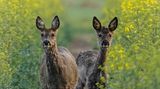    Das Bild ist auf einem meiner morgendlichen Fotostreifzügen kurz nach Sonnenaufgang entstanden. Aus einer Fahrrille im Rapsfeld, schauten die beiden mich neugierig an. Es handelt sich um eine trächtige Ricke und ihren Nachwuchs aus dem Vorjahr, ein Knopfbock. Dieser noch arg zerzaust vom Fellwechsel:)  Kurz darauf wird er seine Mutter verlassen müssen, damit sie sich dem neuen Nachwuchs widmen kann.     Location: bei Kutenholz   Ja, genau, hier in den Wiesen und Feldern um meinen Wohnort. Ich mache hier meistens morgens zum Sonnenaufgang meine Runde, um zu fotografieren. 