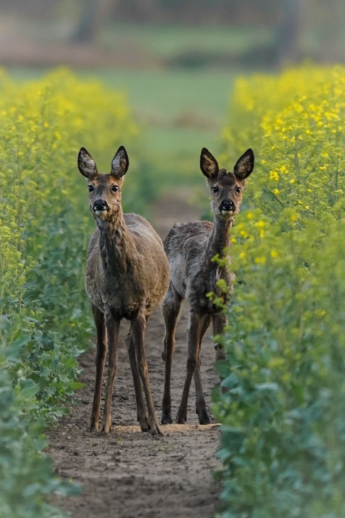    Das Bild ist auf einem meiner morgendlichen Fotostreifzügen kurz nach Sonnenaufgang entstanden. Aus einer Fahrrille im Rapsfeld, schauten die beiden mich neugierig an. Es handelt sich um eine trächtige Ricke und ihren Nachwuchs aus dem Vorjahr, ein Knopfbock. Dieser noch arg zerzaust vom Fellwechsel:)  Kurz darauf wird er seine Mutter verlassen müssen, damit sie sich dem neuen Nachwuchs widmen kann.     Location: bei Kutenholz   Ja, genau, hier in den Wiesen und Feldern um meinen Wohnort. Ich mache hier meistens morgens zum Sonnenaufgang meine Runde, um zu fotografieren. 