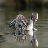 Das Foto habe ich selbst aufgenommen. Entstanden ist es während eines Kurztrips an den Gardasee, den ich gemeinsam mit einer Freundin unternommen habe, um einer längeren Schlechtwetterperiode zu entfliehen. Wir spazierten entlang der Promenade und machten eine Pause auf einer Bank, um ein Eis zu essen. Dabei schwamm eine Haubentaucher-Mutter ganz nah an uns vorbei. Zunächst beobachteten wir die Szene einfach nur, bis schließlich der Haubentaucher-Vater mit einem Fisch auftauchte. Er übergab diesen der Mutter und verschwand sofort wieder, um weiteren Nachschub zu holen. Die Mutter wiederum reichte den Fisch fürsorglich an ihr Junges weiter – ein berührender Moment. Es war ein ganz besonderer und wunderschöner Augenblick. Dieser Moment wird mir immer in Erinnerung bleiben, umso mehr würde es mich freuen, ihn mit anderen teilen zu dürfen.