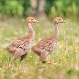      Eines meiner Lieblingsurlaubsziele sind die Masuren in Polen. Dort hat es noch unberührte wilde Natur.  Aus einem Tarnversteck heraus, konnte ich auf einer Blumenwiese am Waldrand, ein Kranichpaar mit seinen Küken beobachten und fotografieren.  Ein Erlebnis welches mir noch lange in Erinnerung bleibt. Kaum zu glauben, das aus diesen lustigen Vogelküken, mal stolze und schöne Kraniche werden. 
