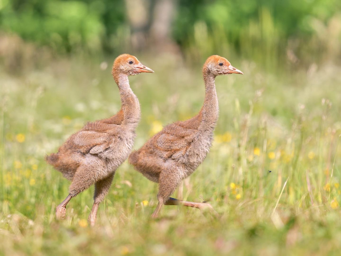      Eines meiner Lieblingsurlaubsziele sind die Masuren in Polen. Dort hat es noch unberührte wilde Natur.  Aus einem Tarnversteck heraus, konnte ich auf einer Blumenwiese am Waldrand, ein Kranichpaar mit seinen Küken beobachten und fotografieren.  Ein Erlebnis welches mir noch lange in Erinnerung bleibt. Kaum zu glauben, das aus diesen lustigen Vogelküken, mal stolze und schöne Kraniche werden. 