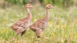      Eines meiner Lieblingsurlaubsziele sind die Masuren in Polen. Dort hat es noch unberührte wilde Natur.  Aus einem Tarnversteck heraus, konnte ich auf einer Blumenwiese am Waldrand, ein Kranichpaar mit seinen Küken beobachten und fotografieren.  Ein Erlebnis welches mir noch lange in Erinnerung bleibt. Kaum zu glauben, das aus diesen lustigen Vogelküken, mal stolze und schöne Kraniche werden. 