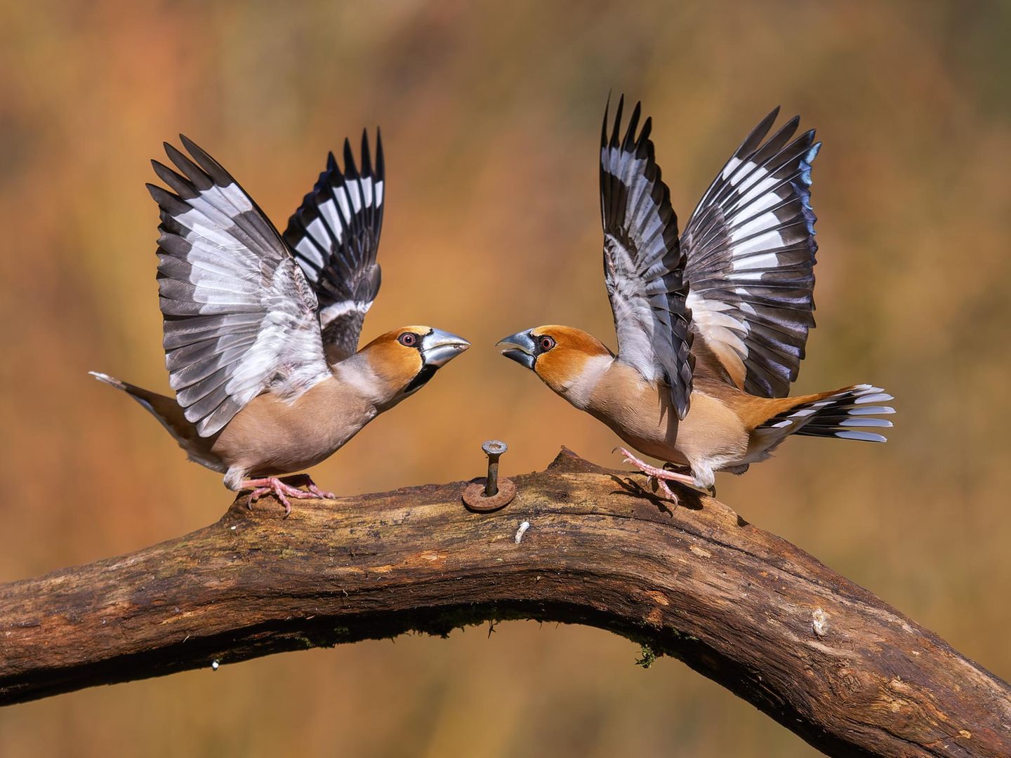    Die zankenden Kernbeisser habe ich an einer Futterstelle am Waldrand in den Niederlanden fotografieren können.  Sieht aus als ob sich die Vögel gleich attackieren würden. Dem ist aber nicht so. Einfach nur eine Drohgebärde.  Alles nur Schauspiel, die Tiere tun sich nichts ! Aber es war wirklich ein Glücksfall, die Vögel so in dieser fast symetrischen Haltung, festhalten zu können.