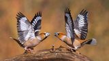    Die zankenden Kernbeisser habe ich an einer Futterstelle am Waldrand in den Niederlanden fotografieren können.  Sieht aus als ob sich die Vögel gleich attackieren würden. Dem ist aber nicht so. Einfach nur eine Drohgebärde.  Alles nur Schauspiel, die Tiere tun sich nichts ! Aber es war wirklich ein Glücksfall, die Vögel so in dieser fast symetrischen Haltung, festhalten zu können.