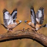    Die zankenden Kernbeisser habe ich an einer Futterstelle am Waldrand in den Niederlanden fotografieren können.  Sieht aus als ob sich die Vögel gleich attackieren würden. Dem ist aber nicht so. Einfach nur eine Drohgebärde.  Alles nur Schauspiel, die Tiere tun sich nichts ! Aber es war wirklich ein Glücksfall, die Vögel so in dieser fast symetrischen Haltung, festhalten zu können.