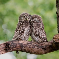    Es entstand bei einer Aktion vom NaBu. Hier wurden die noch jungen Steinkauze aus ihrer Brutröhre geholt um sie zu beringen. Es war ein wundervolles Erlebnis 🥰  das Steinkauzduo im Kreis Coesfeld, beides NRW.   