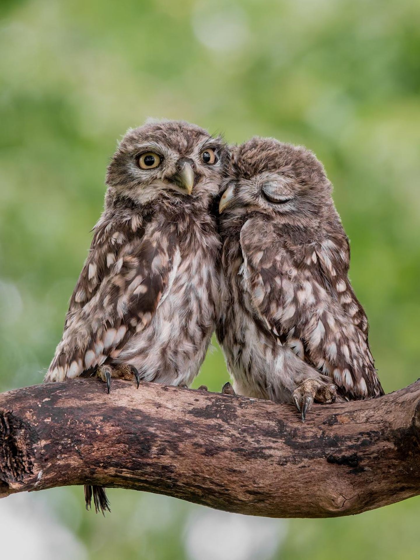    Es entstand bei einer Aktion vom NaBu. Hier wurden die noch jungen Steinkauze aus ihrer Brutröhre geholt um sie zu beringen. Es war ein wundervolles Erlebnis 🥰  das Steinkauzduo im Kreis Coesfeld, beides NRW.   