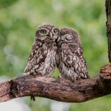    Es entstand bei einer Aktion vom NaBu. Hier wurden die noch jungen Steinkauze aus ihrer Brutröhre geholt um sie zu beringen. Es war ein wundervolles Erlebnis 🥰  das Steinkauzduo im Kreis Coesfeld, beides NRW.   