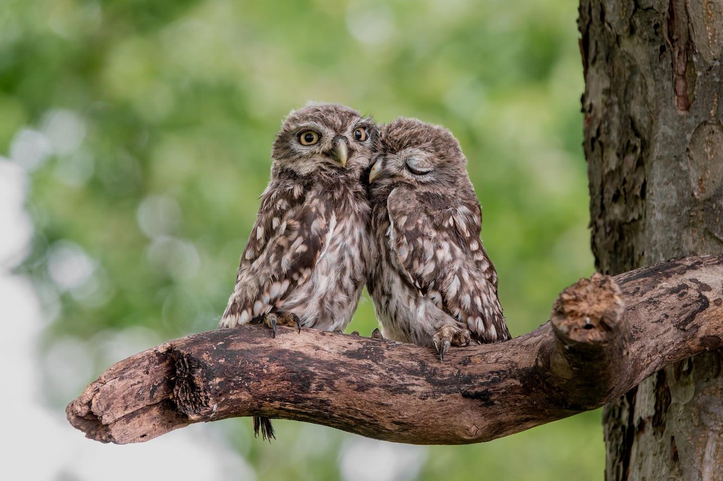    Es entstand bei einer Aktion vom NaBu. Hier wurden die noch jungen Steinkauze aus ihrer Brutröhre geholt um sie zu beringen. Es war ein wundervolles Erlebnis 🥰  das Steinkauzduo im Kreis Coesfeld, beides NRW.   