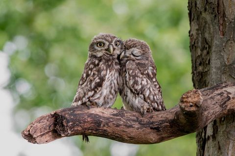    Es entstand bei einer Aktion vom NaBu. Hier wurden die noch jungen Steinkauze aus ihrer Brutröhre geholt um sie zu beringen. Es war ein wundervolles Erlebnis 🥰  das Steinkauzduo im Kreis Coesfeld, beides NRW.   