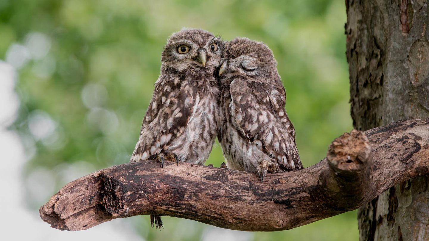 Faszination Tierwelt: Die schönsten Pärchenfotos des Jahres
