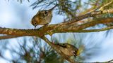    Herbstbalz des Wintergoldhähnchens  Jedes Jahr im Herbst und Winter kann man an den Kiefern unserer Region häufig kleine bis mittelgroße Gruppen von Wintergoldhähnchen beobachten. Das Wintergoldhähnchen ist der kleinste Vogel Deutschlands und zeichnet sich durch seine unglaubliche Beweglichkeit aus. Es ist kaum in der Lage, einfach still zu sitzen. Daher gestaltet sich das Fotografieren dieser   Vögel als echte Geduldsprobe, da sie ständig hin und her springen – vorwärts, rückwärts, aufwärts, abwärts und seitwärts.   Gelegentlich hat man jedoch das Glück – ich vermute, es ist eher selten –, die Herbstbalz zu beobachten. In solchen Momenten kann man sogar ein Pärchen von Wintergoldhähnchen so nahe zusammen sehen, dass sie fotografiert werden können, wie auf diesem Bild. Für mich war es das erste Mal, dass ich eine Herbstbalz miterleben konnte, und darüber war ich äußerst glücklich.      Die Goldhähnchen habe ich an der Flachwasserzone bei Piplockenburg ( Sachsen Anhalt )  aufgenommen.     