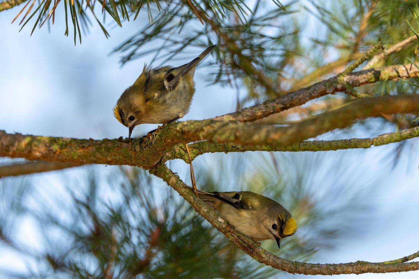    Herbstbalz des Wintergoldhähnchens  Jedes Jahr im Herbst und Winter kann man an den Kiefern unserer Region häufig kleine bis mittelgroße Gruppen von Wintergoldhähnchen beobachten. Das Wintergoldhähnchen ist der kleinste Vogel Deutschlands und zeichnet sich durch seine unglaubliche Beweglichkeit aus. Es ist kaum in der Lage, einfach still zu sitzen. Daher gestaltet sich das Fotografieren dieser   Vögel als echte Geduldsprobe, da sie ständig hin und her springen – vorwärts, rückwärts, aufwärts, abwärts und seitwärts.   Gelegentlich hat man jedoch das Glück – ich vermute, es ist eher selten –, die Herbstbalz zu beobachten. In solchen Momenten kann man sogar ein Pärchen von Wintergoldhähnchen so nahe zusammen sehen, dass sie fotografiert werden können, wie auf diesem Bild. Für mich war es das erste Mal, dass ich eine Herbstbalz miterleben konnte, und darüber war ich äußerst glücklich.      Die Goldhähnchen habe ich an der Flachwasserzone bei Piplockenburg ( Sachsen Anhalt )  aufgenommen.     