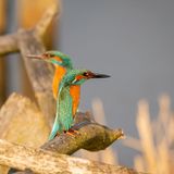    Eisvögel in Kampfstellung   Es ist wahrlich eine Herausforderung, mehr als einen Eisvogel auf einem Bild festzuhalten. Diese Vögel sind Einzelgänger und dulden keinerlei Rivale in ihrem Revier. Männchen und Weibchen sind außerhalb der Paarungszeit und Brutzeit nur selten gemeinsam anzutreffen. In diesen Zeiten sieht man sie oftmals in einem Art Revierkampf.  In diesem Bild habe ich zwei rivalisierende Eisvögel eingefangen, und ihre Körperhaltung lässt eindeutig erkennen, dass sie sich in einer angespannten Kampfposition befinden. Beide Vögel versuchen, sich größer zu machen, und sind bereit, ihren jeweiligen Rivalen zu vertreiben.      Schöppenstedter Teichen aufgenommen ( in der Nähe zu Wolfenbüttel ).    