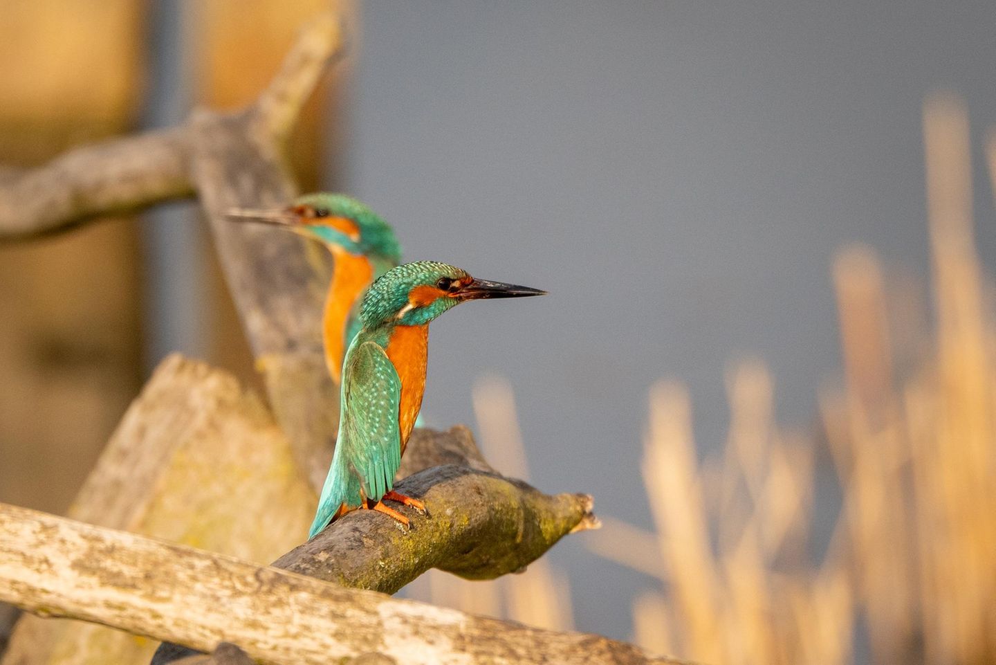    Eisvögel in Kampfstellung   Es ist wahrlich eine Herausforderung, mehr als einen Eisvogel auf einem Bild festzuhalten. Diese Vögel sind Einzelgänger und dulden keinerlei Rivale in ihrem Revier. Männchen und Weibchen sind außerhalb der Paarungszeit und Brutzeit nur selten gemeinsam anzutreffen. In diesen Zeiten sieht man sie oftmals in einem Art Revierkampf.  In diesem Bild habe ich zwei rivalisierende Eisvögel eingefangen, und ihre Körperhaltung lässt eindeutig erkennen, dass sie sich in einer angespannten Kampfposition befinden. Beide Vögel versuchen, sich größer zu machen, und sind bereit, ihren jeweiligen Rivalen zu vertreiben.      Schöppenstedter Teichen aufgenommen ( in der Nähe zu Wolfenbüttel ).    
