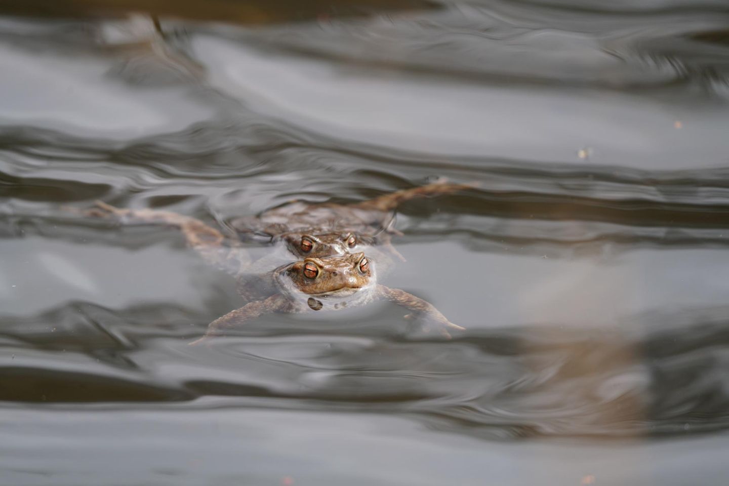    Ich fotografiere Tiere seit meiner Kindheit, so richtig Wildlife fotografiere ich seit November 2024.   Diese Kröten konnten wir an einem kleinen Teich beobachten, meine Tochter hatte sie gefunden. Immer wieder tauchten sie ab und kamen dann nach einiger Zeit wieder hoch, der Teich war komplett voll mit Kröten und wir konnten sogar einige Moorfrösche dort beobachten.   Also nahm ich meine Kamera und wir setzten uns an den Teich, sie waren zum Teil echt sehr fotogen und blieben eine ganze Zeit lang an der Wasseroberfläche :)   Zu jeder Jahreszeit gibt es viele tolle Dinge zu beobachten in der Natur und ich liebe es meinen Kindern die ganze Tierwelt draußen zu zeigen.   Ich freue mich sehr auf die kommenden Wochen, da werden wir wieder die Waldohreulen beobachten können.    Das Bild ist in Bad Wünnenberg entstanden an einem kleinen Tümpel.  Das sind Erdkröten :)     